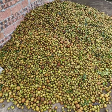 2025年新茶油，精品老茶树，量不多！土茶油