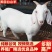 白山羊活苗小羊羔活羊羊仔种公羊怀孕母羊美国白山羊活体