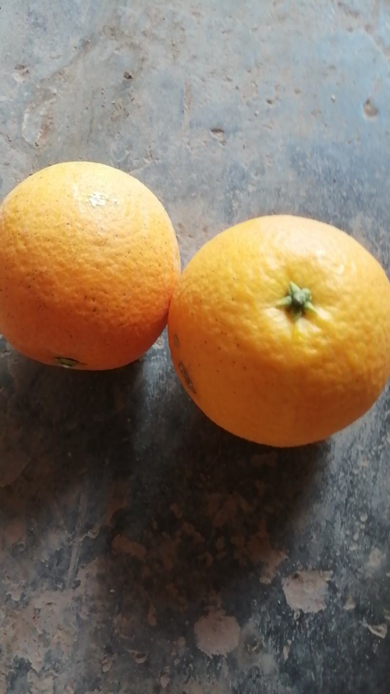 冰糖橙，水分足，糖份高