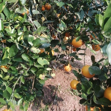 冰糖橙，水分足，糖份高