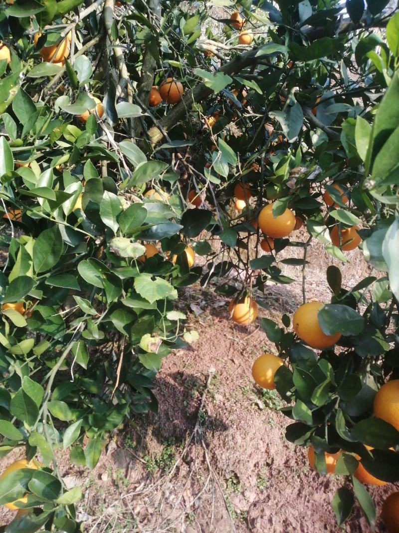 冰糖橙，水分足，糖份高