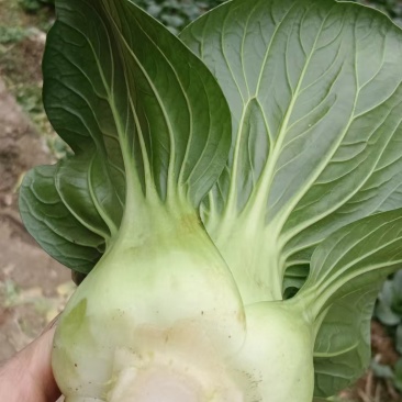 上海青