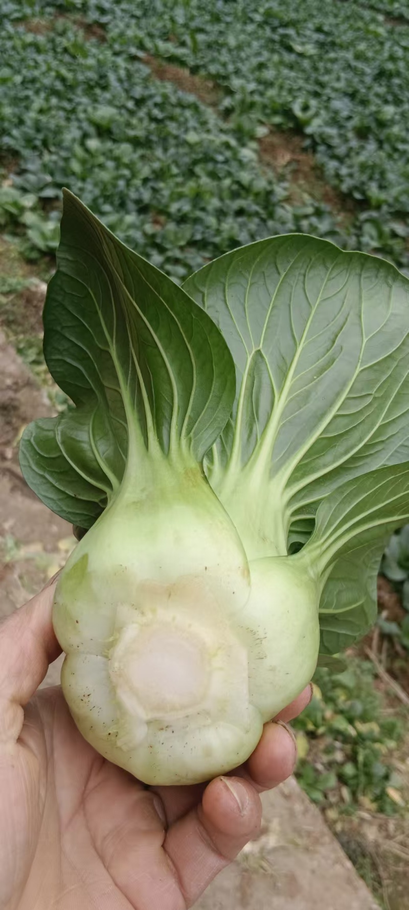 上海青