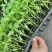 需要辣椒苗，可以留个联系方式，品种齐全