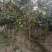 基地大量出售4-15公分广玉兰