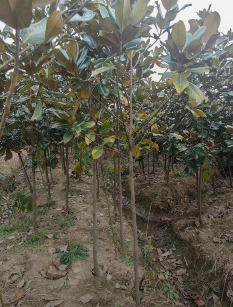 基地大量出售4-15公分广玉兰