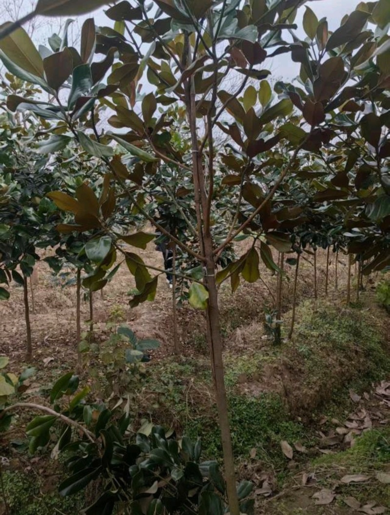 基地大量出售4-15公分广玉兰