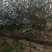 基地大量出售4-15公分广玉兰