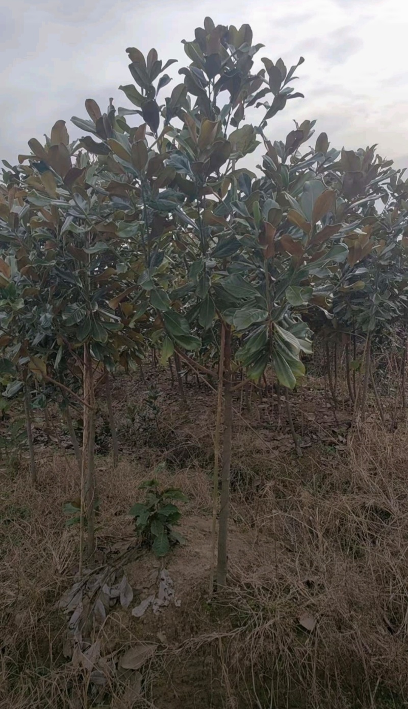 基地大量出售4-15公分广玉兰