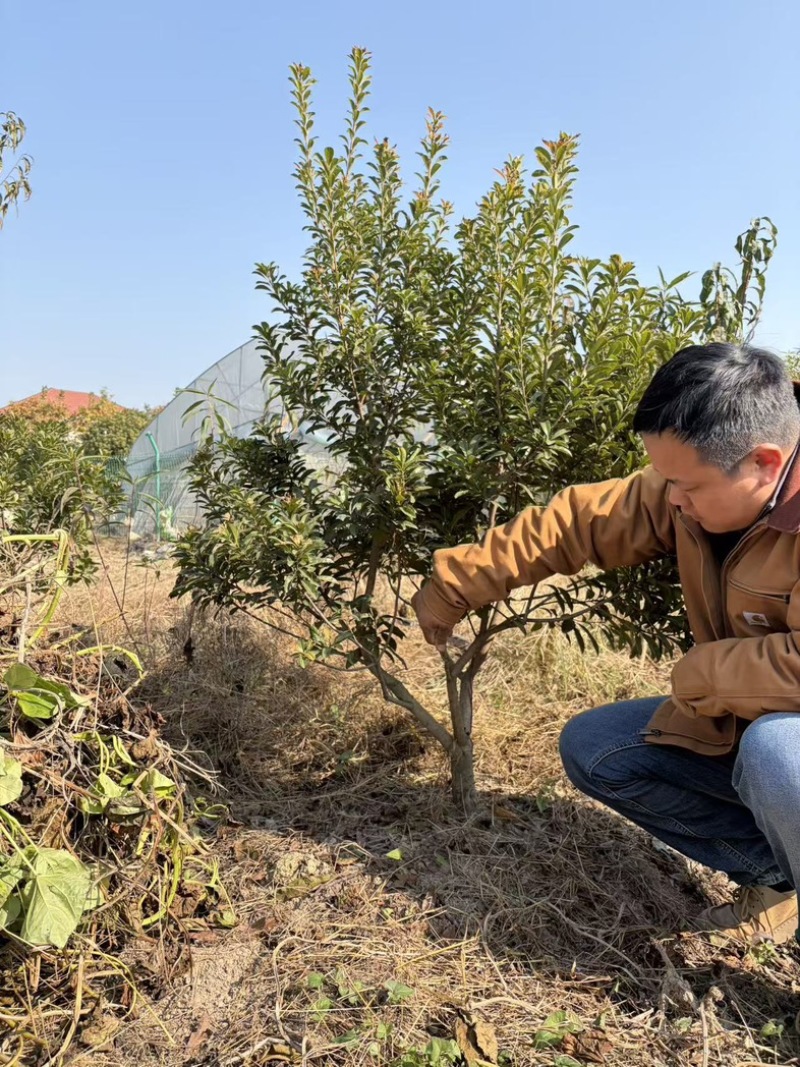 杨梅树苗价格实惠