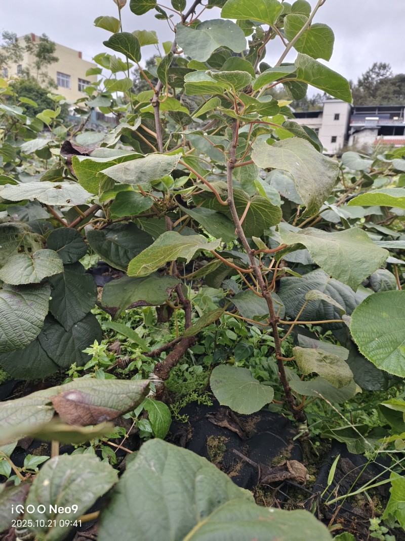 水杨桃实生苗大量供应，长势旺盛，根系发达，诚信经营