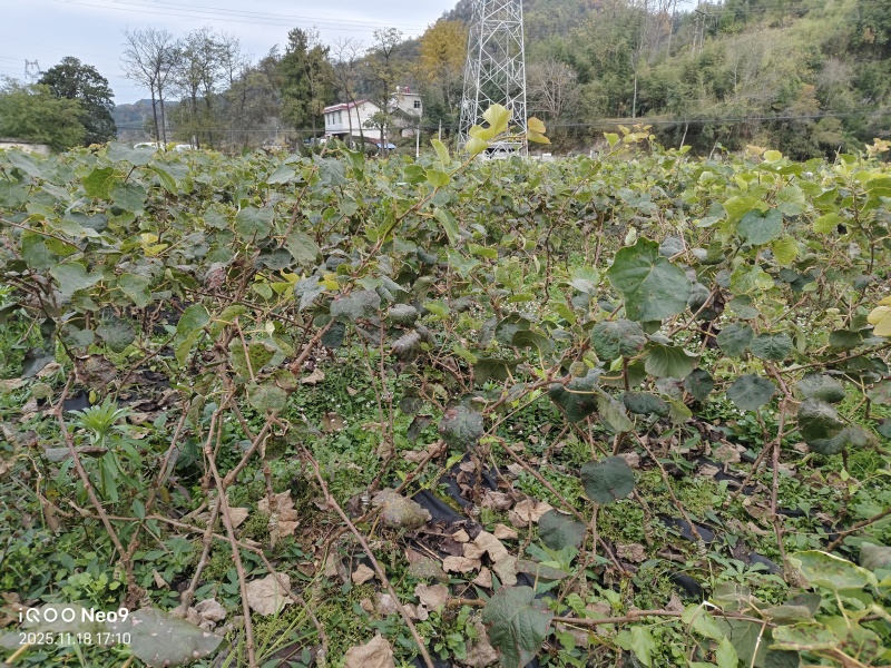 水杨桃实生苗大量供应，长势旺盛，根系发达，诚信经营