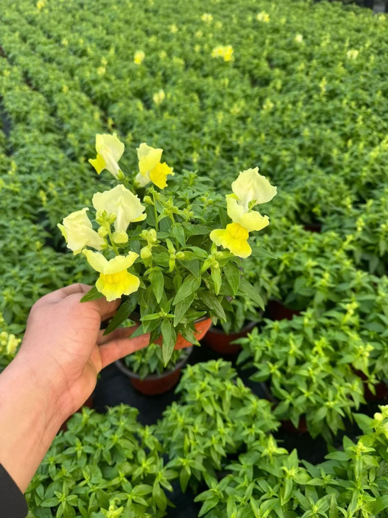 观花植物金鱼草180杯、基地有量，欢迎来一亩田认购。