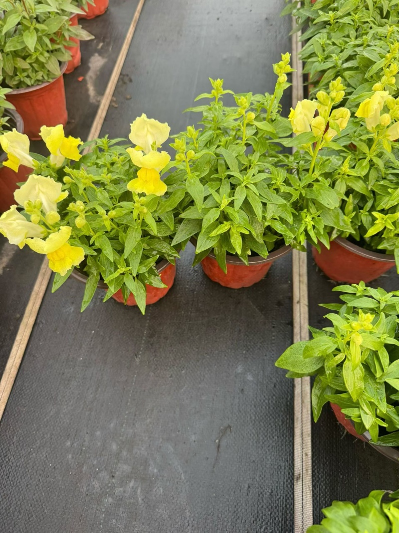 观花植物金鱼草180杯、基地有量，欢迎来一亩田认购。
