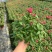 观花植物金鱼草180杯、基地有量，欢迎来一亩田认购。
