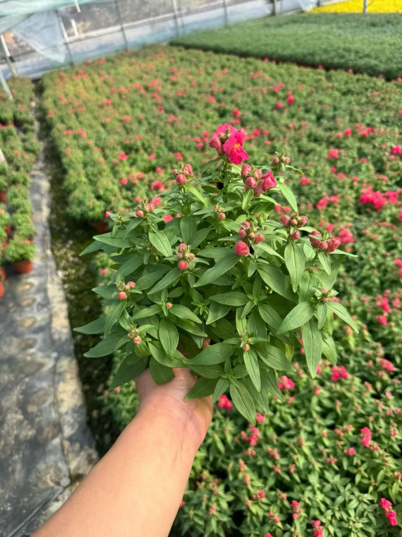 观花植物金鱼草180杯、基地有量，欢迎来一亩田认购。