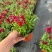 观花植物金鱼草180杯、基地有量，欢迎来一亩田认购。