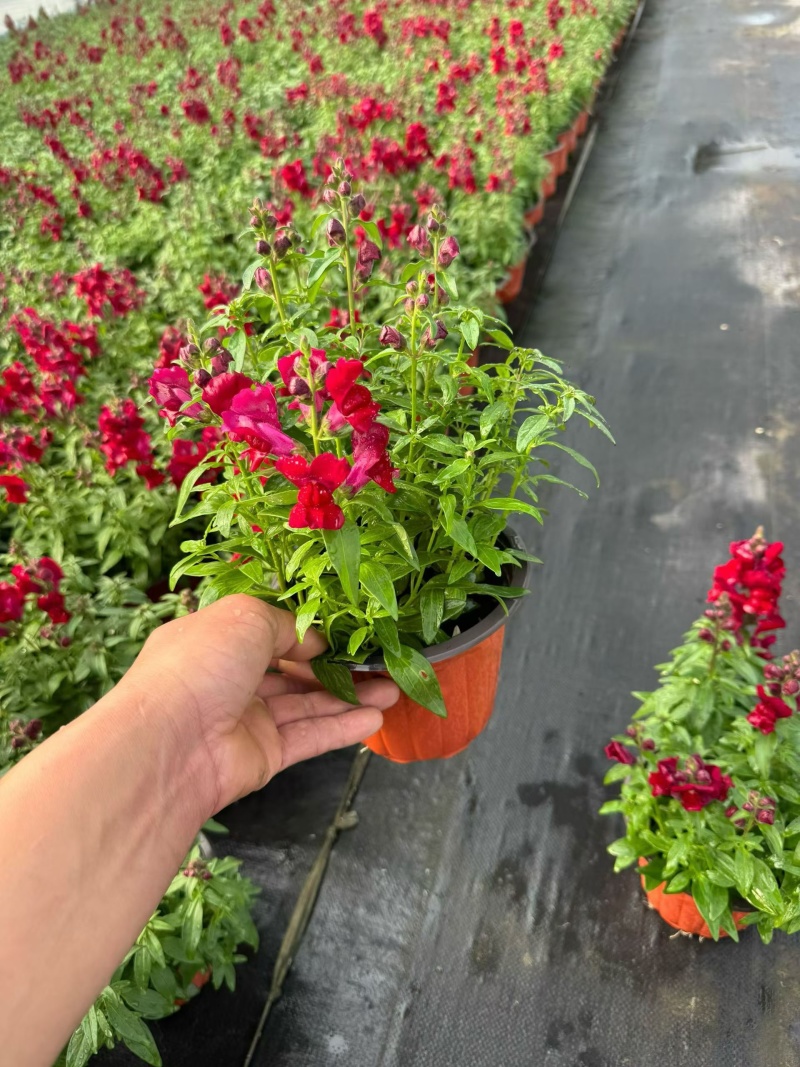观花植物金鱼草180杯、基地有量，欢迎来一亩田认购。