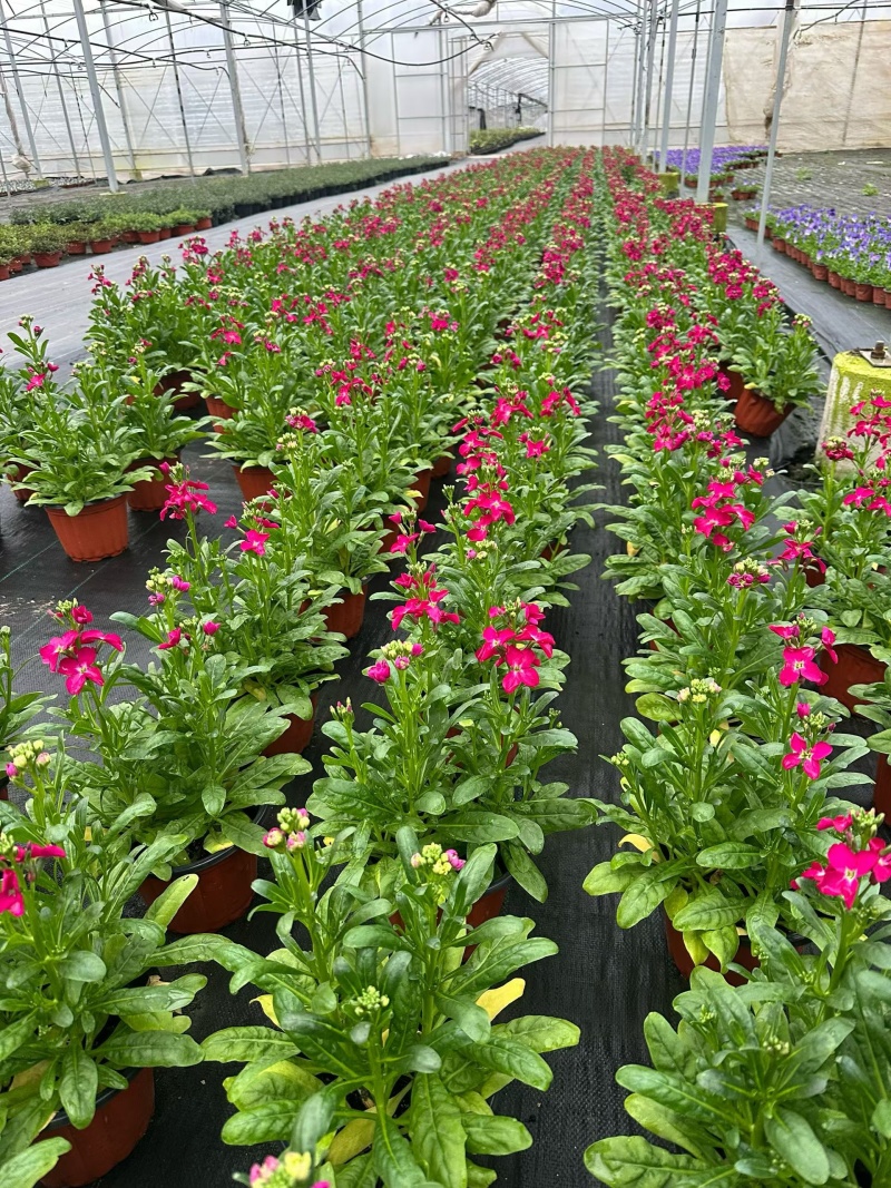 观花植物金鱼草180杯、基地有量，欢迎来一亩田认购。