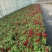 观花植物金鱼草180杯、基地有量，欢迎来一亩田认购。