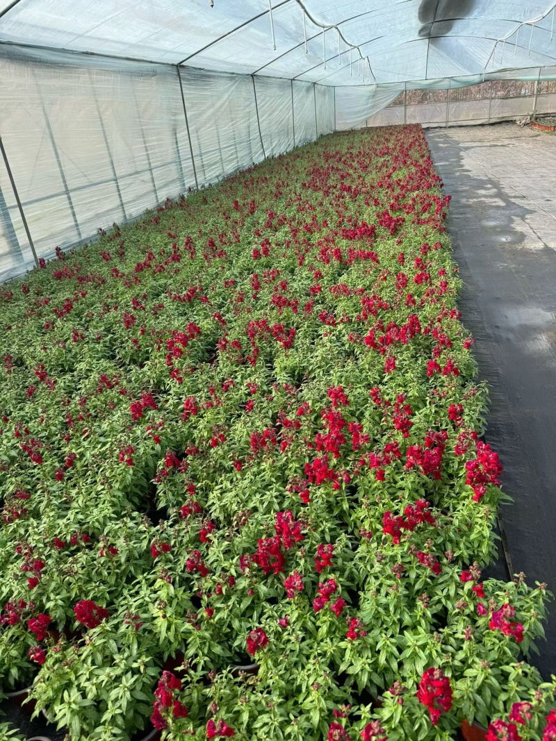 观花植物金鱼草180杯、基地有量，欢迎来一亩田认购。