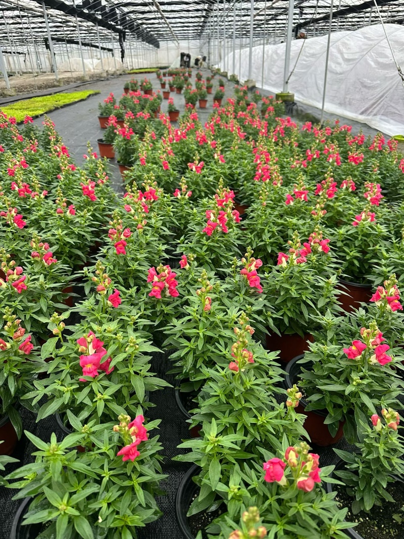 观花植物金鱼草180杯、基地有量，欢迎来一亩田认购。