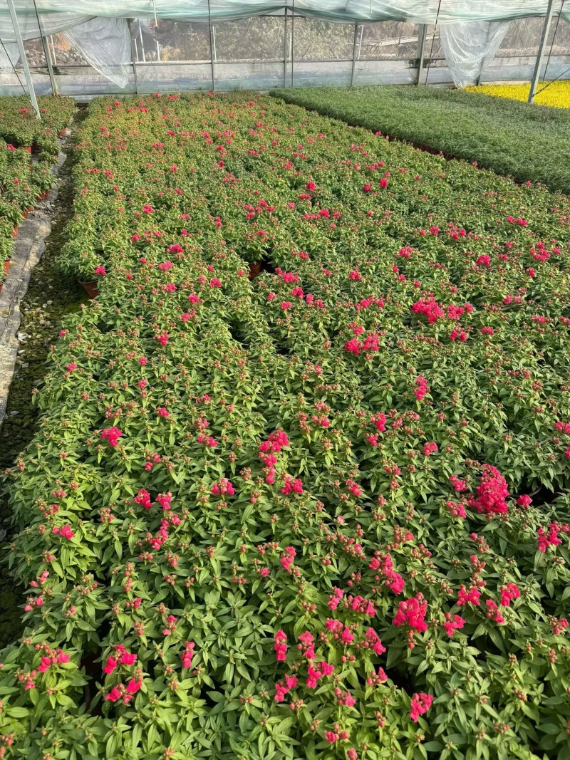 观花植物金鱼草180杯、基地有量，欢迎来一亩田认购。