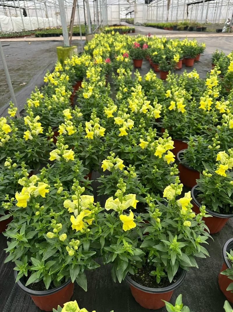 观花植物金鱼草180杯、基地有量，欢迎来一亩田认购。