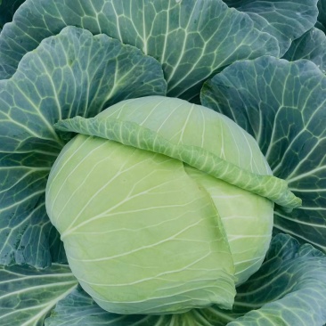 扁包菜