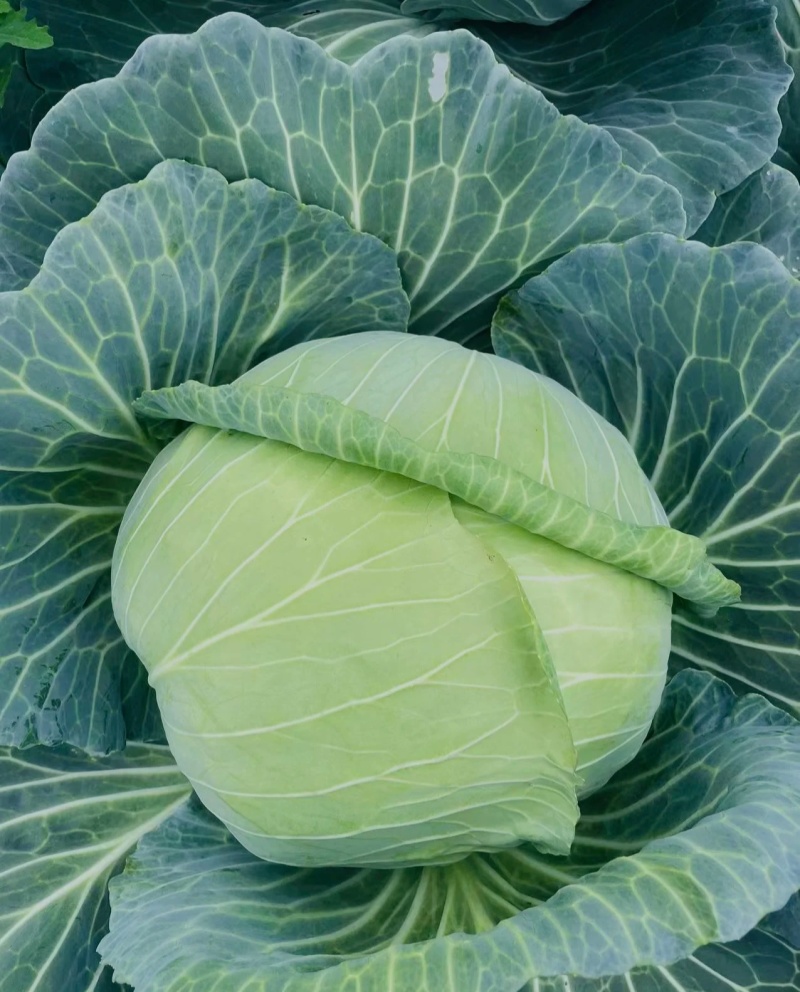 扁包菜