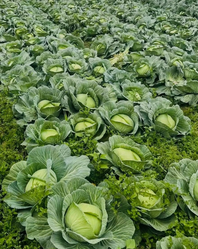 扁包菜