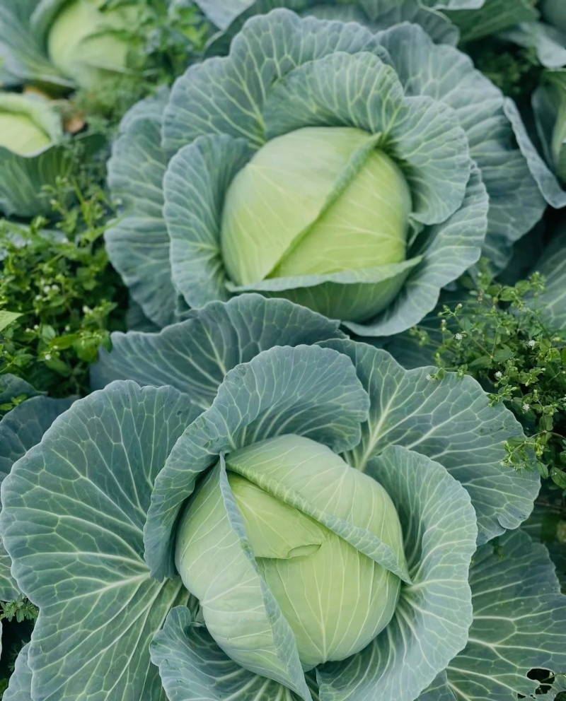 扁包菜