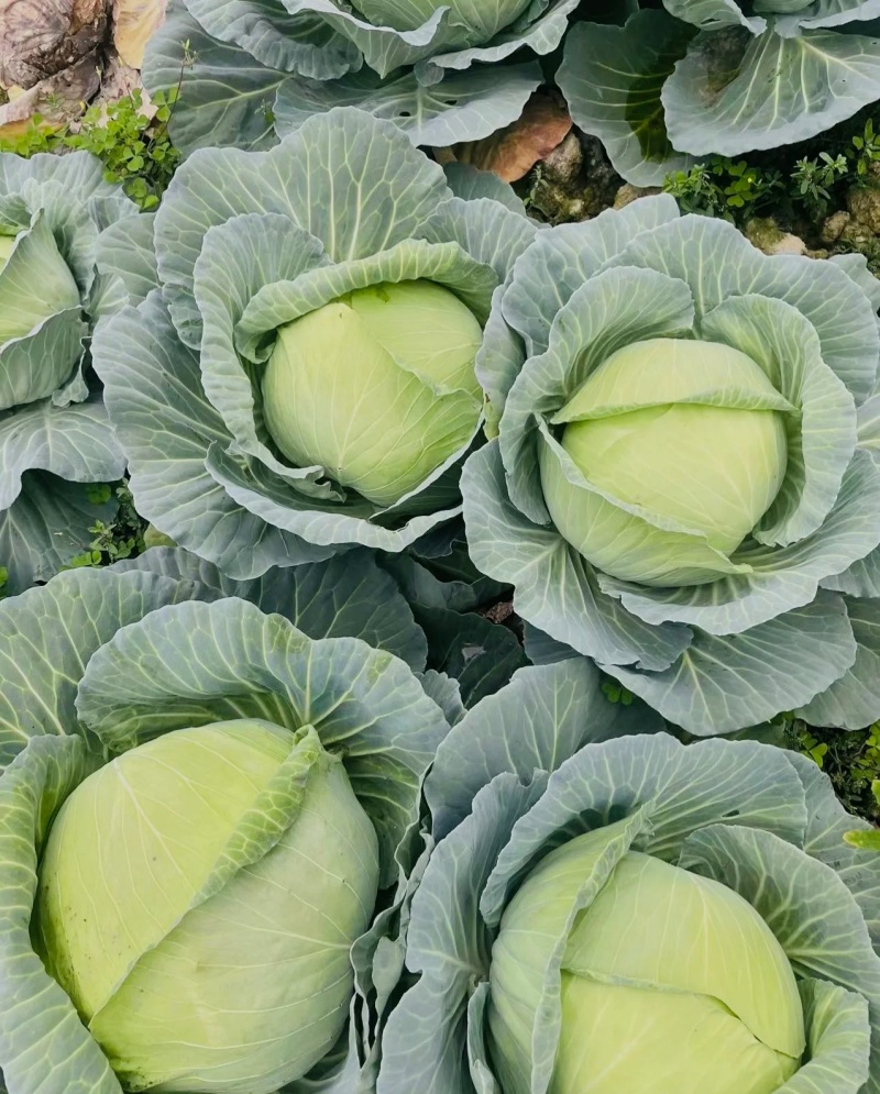 扁包菜