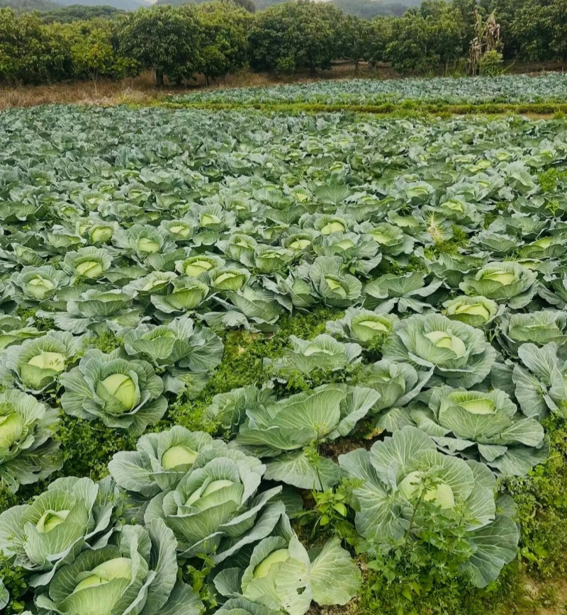 扁包菜