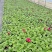 观花植物报春花120杯、180杯，基地有量，欢迎来订购。