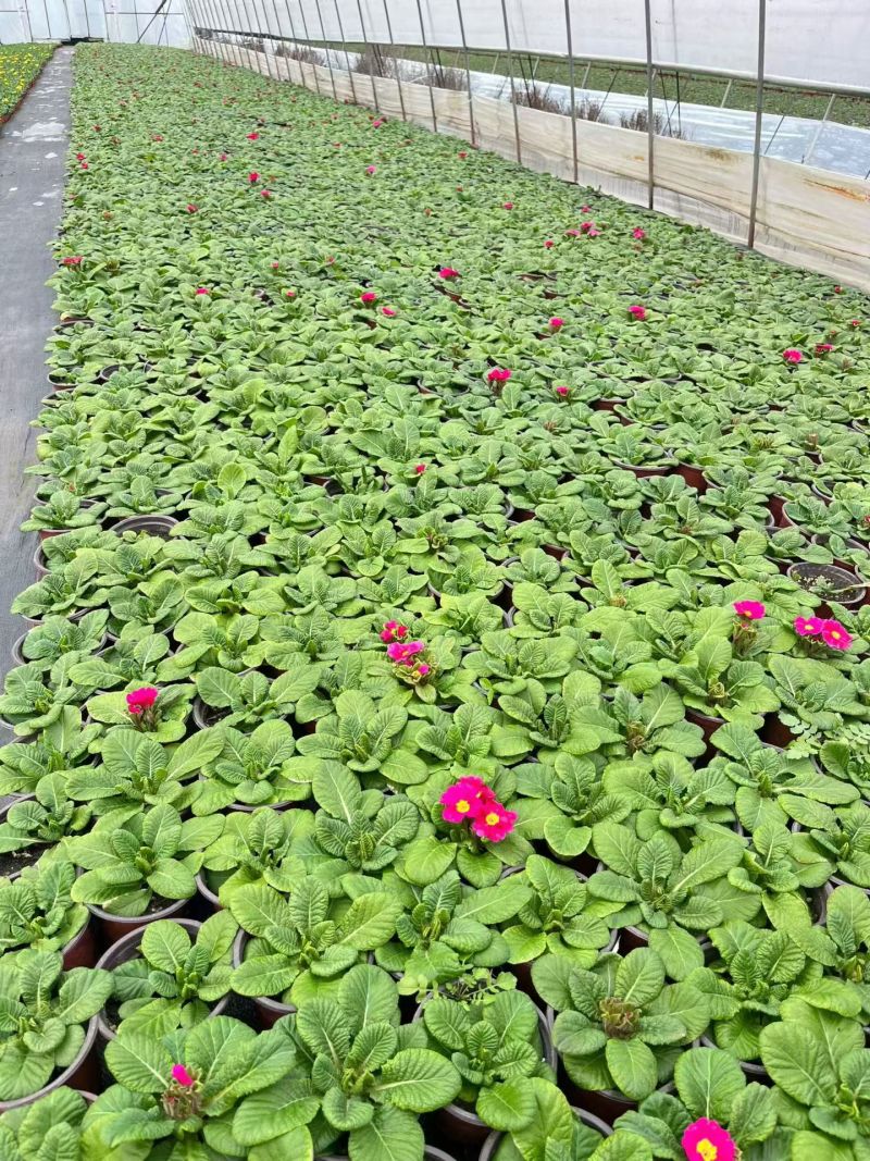 观花植物报春花120杯、180杯，基地有量，欢迎来订购。