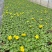 观花植物报春花120杯、180杯，基地有量，欢迎来订购。