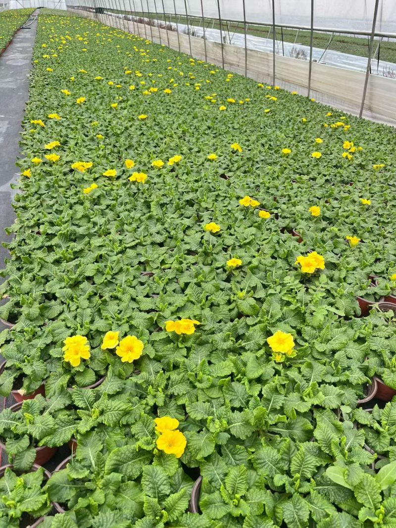 观花植物报春花120杯、180杯，基地有量，欢迎来订购。