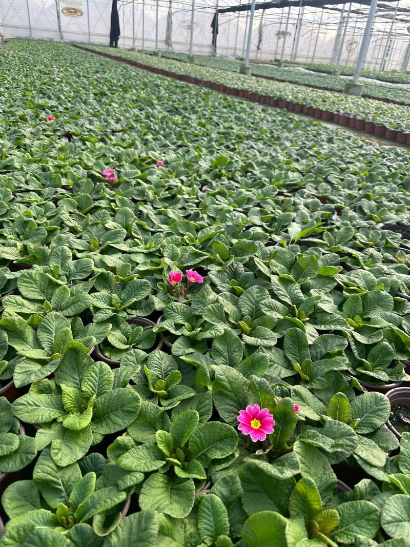 观花植物报春花120杯、180杯，基地有量，欢迎来订购。