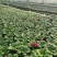 观花植物报春花120杯、180杯，基地有量，欢迎来订购。