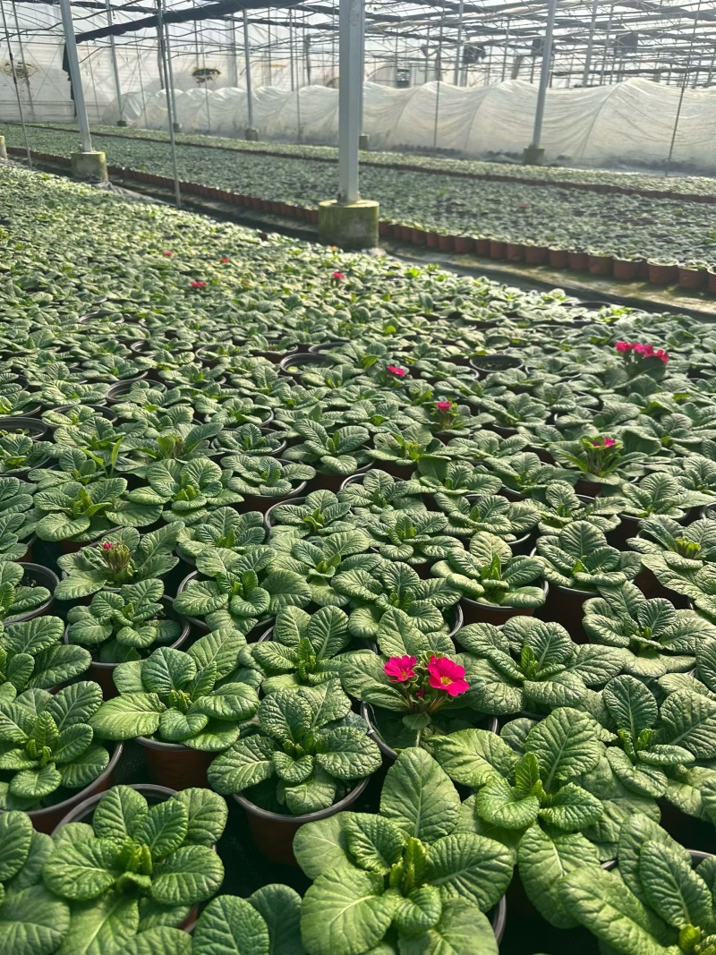 观花植物报春花120杯、180杯，基地有量，欢迎来订购。