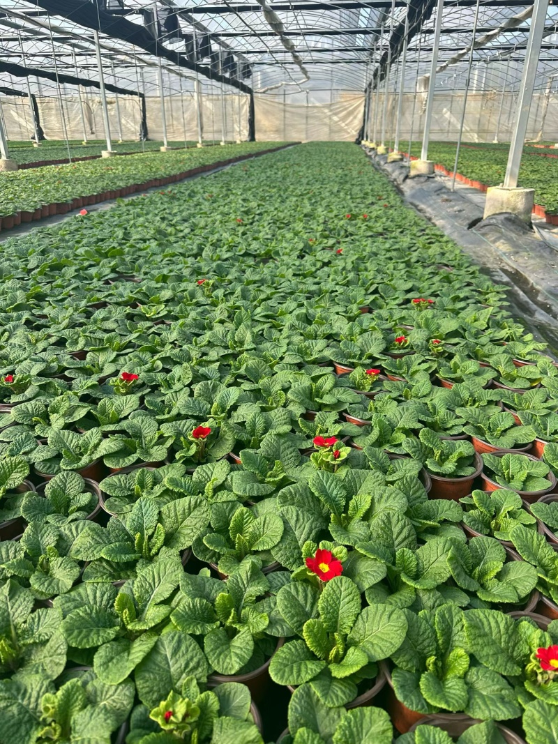观花植物报春花120杯、180杯，基地有量，欢迎来订购。