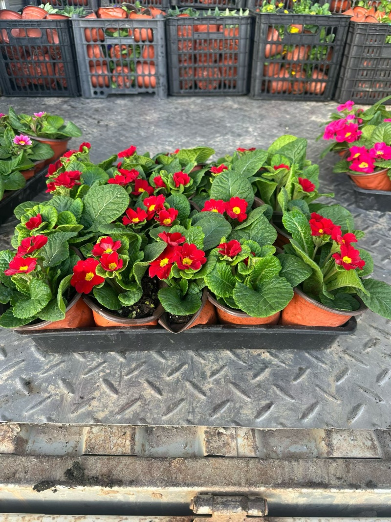 观花植物报春花120杯、180杯，基地有量，欢迎来订购。