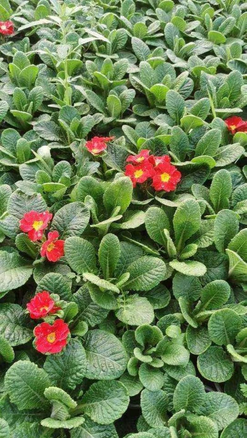 观花植物报春花120杯、180杯，基地有量，欢迎来订购。