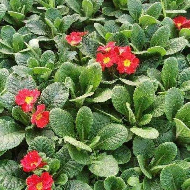 观花植物报春花120杯、180杯，基地有量，欢迎来订购。