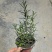 观花、观叶植物迷迭香120杯、1加仑、2加仑欢迎订购。