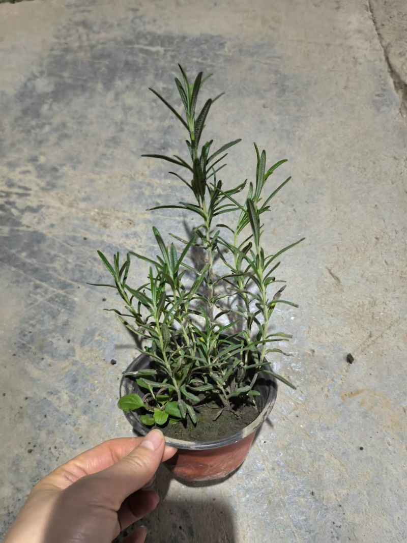 观花、观叶植物迷迭香120杯、1加仑、2加仑欢迎订购。