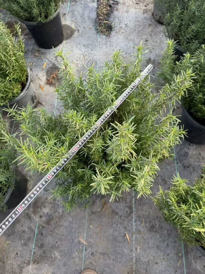 观花、观叶植物迷迭香120杯、1加仑、2加仑欢迎订购。