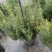 观花、观叶植物迷迭香120杯、1加仑、2加仑欢迎订购。