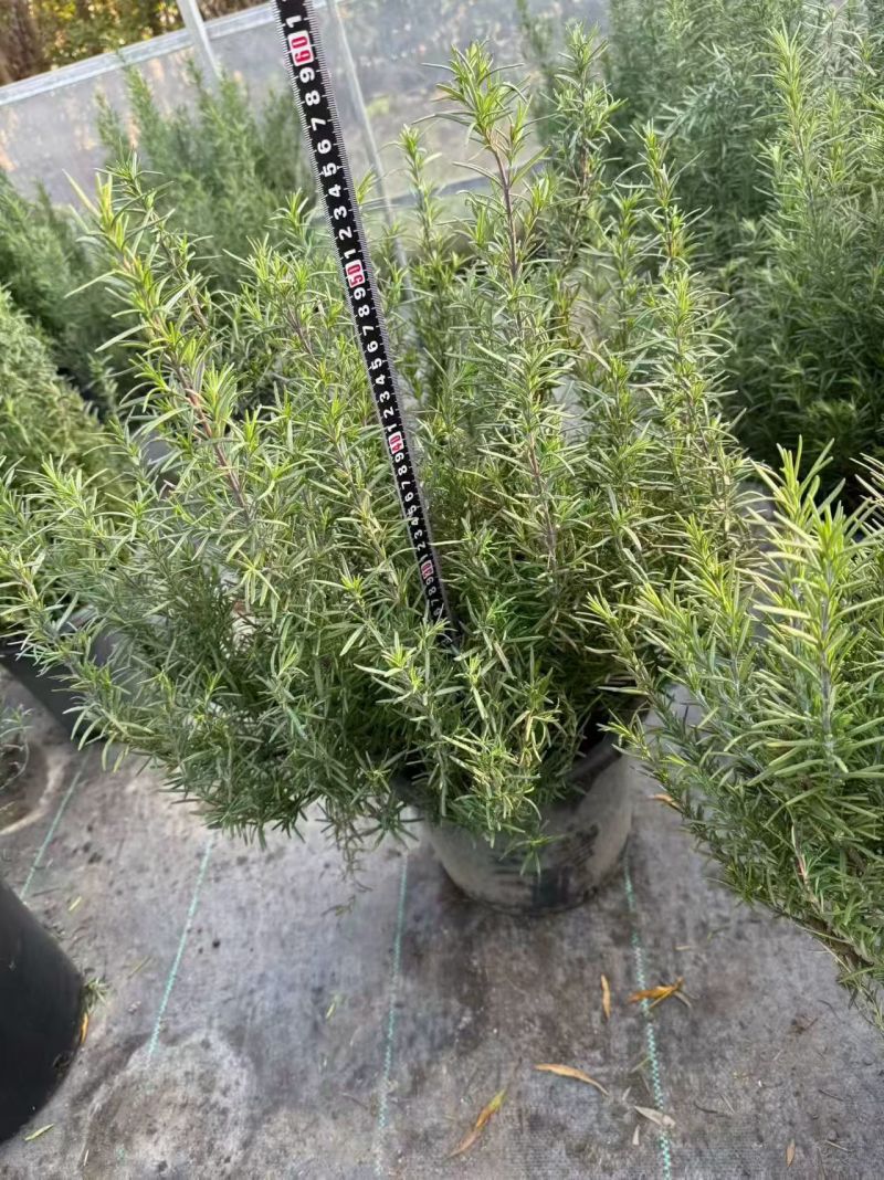 观花、观叶植物迷迭香120杯、1加仑、2加仑欢迎订购。